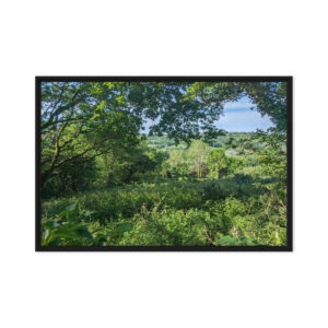 Lush Valley Near New Quay, West Wales: Premium Pine Tree Framed Canvas Art